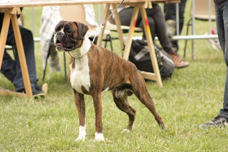 H'marley du domaine de septimanie