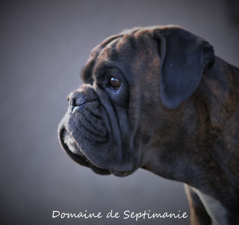 Folie du domaine de septimanie