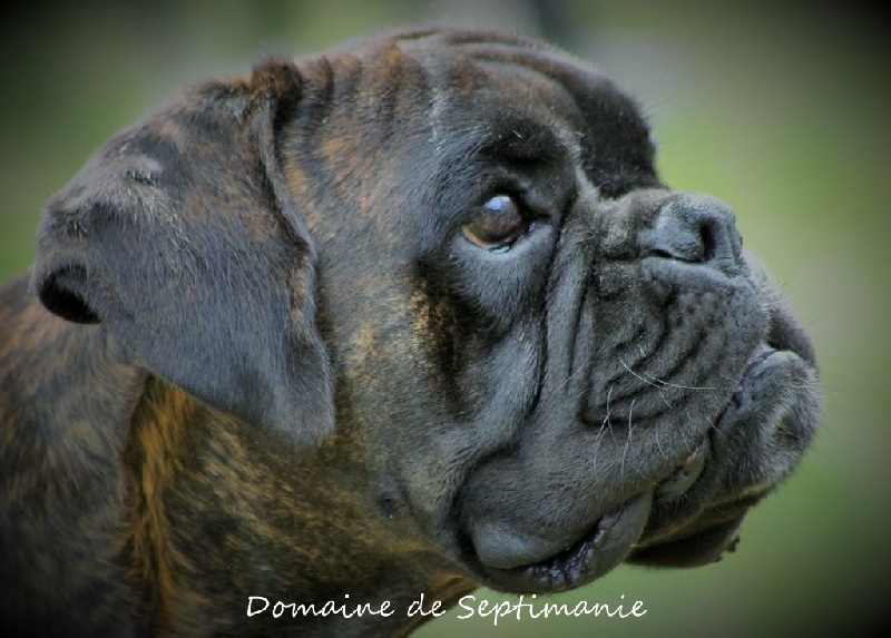 I love you du domaine de septimanie